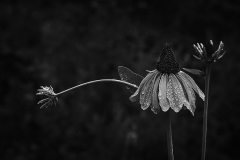 Echinacea - 447