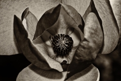 MagnoliaBlossom-441