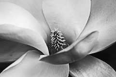 Magnolia Closeup - 442