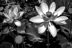 Water Lillies - 230