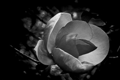 Magnolia Blossom - 238