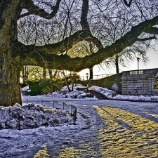 Winter - Central Park NYC - 298