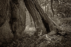 Glacial Erratic- Westshcester County NY - 327