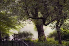 Pond and Tree - Central Park NYC  - 311