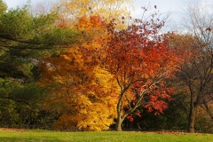 Trees Botanical Garden - Bronx NY - 443