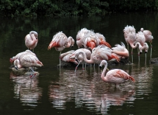 Birds of a Feather - 341